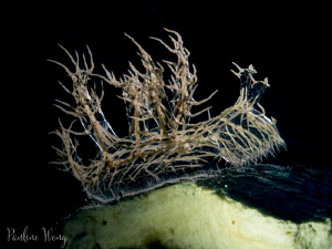 SCAFFOLD
Melibe Colemani, Romblon
 by Pauline Wong 